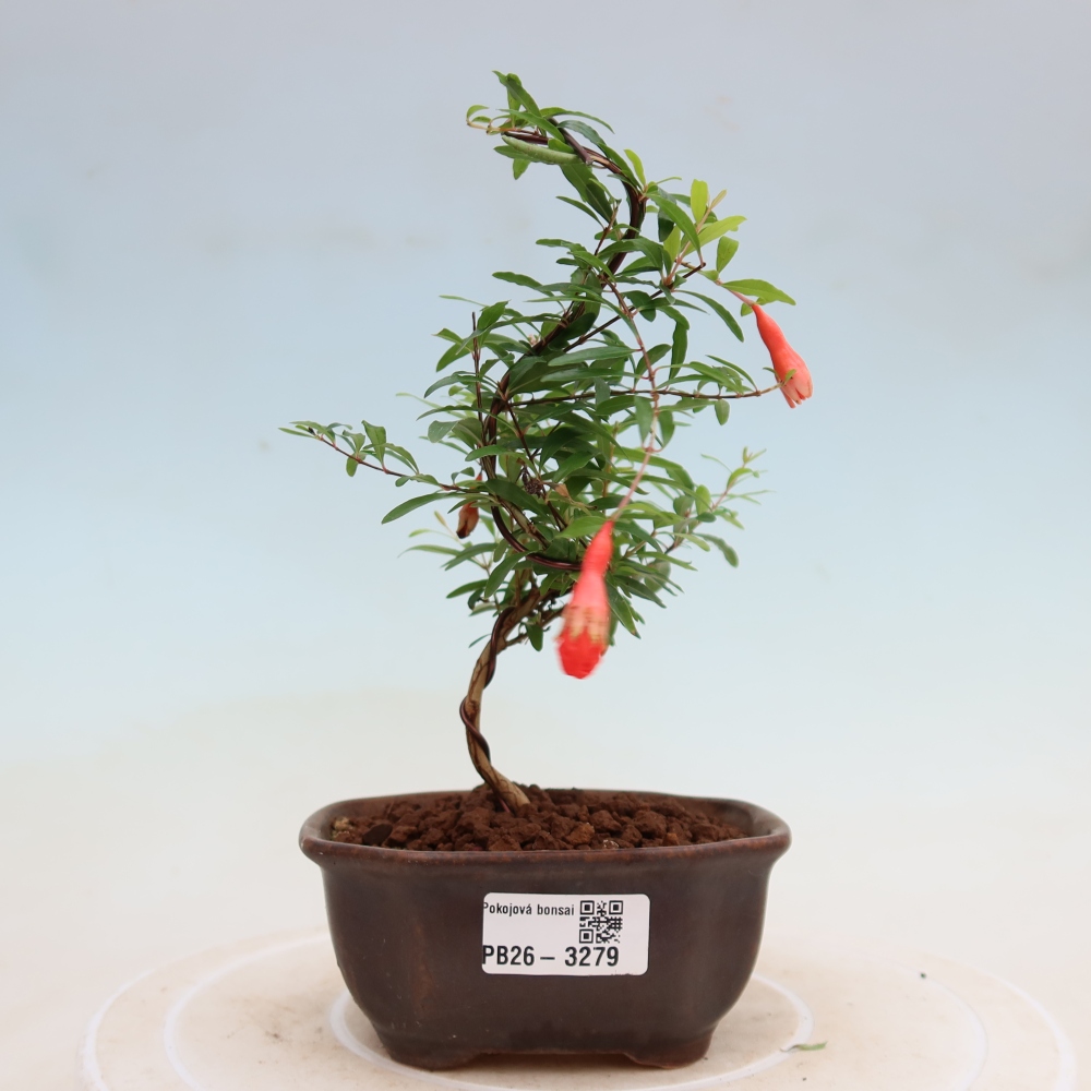 Bonsaï de chambre-PUNICA granatum nana-Pomme grenat
