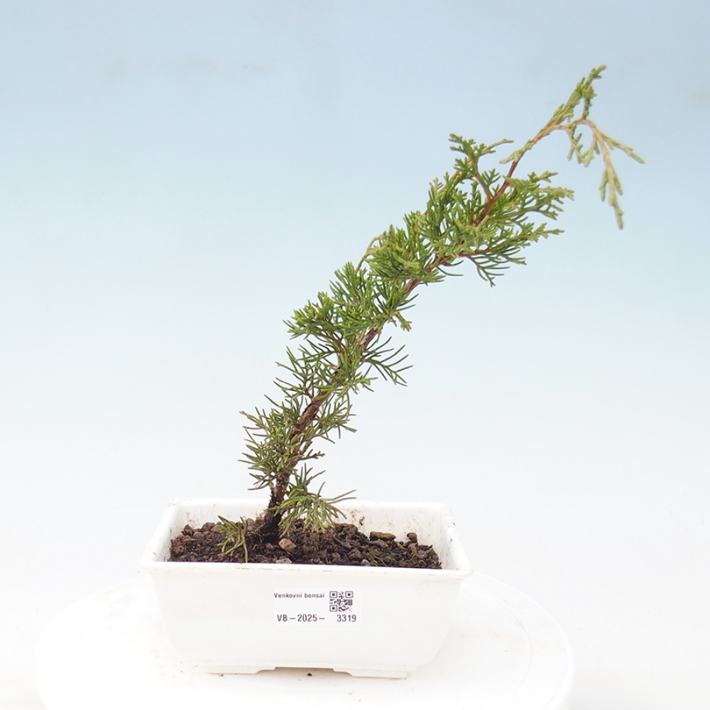 Bonsaï d'extérieur - Juniperus chinensis Itoigawa