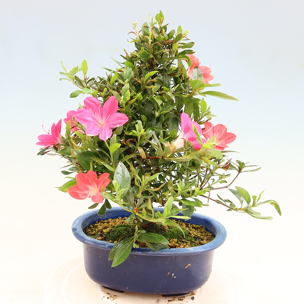 Bonsaï d'extérieur - Azalée japonaise - Azalea Beniko