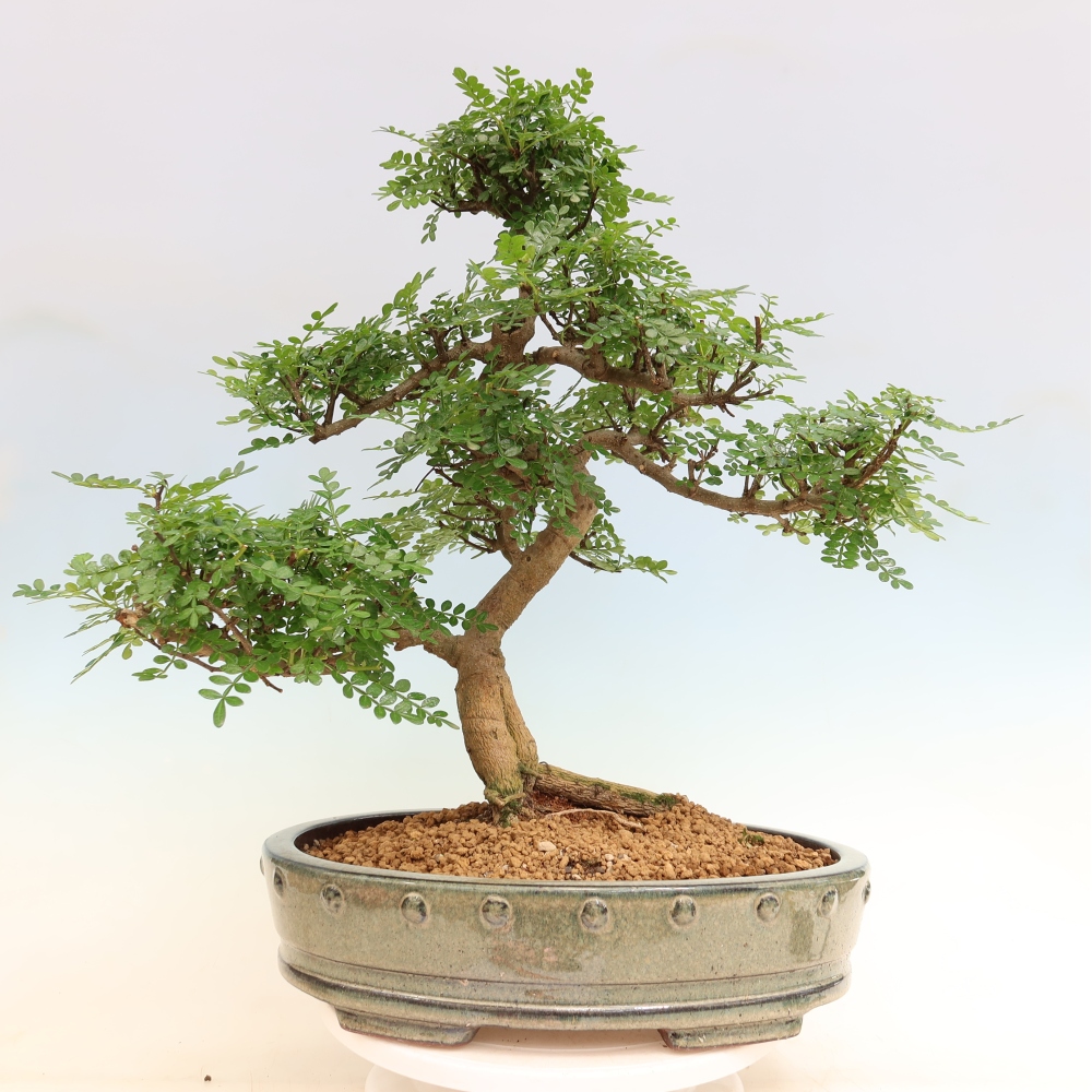 Salle bonsaï - Zantoxylum piperitum - arbre à poivre