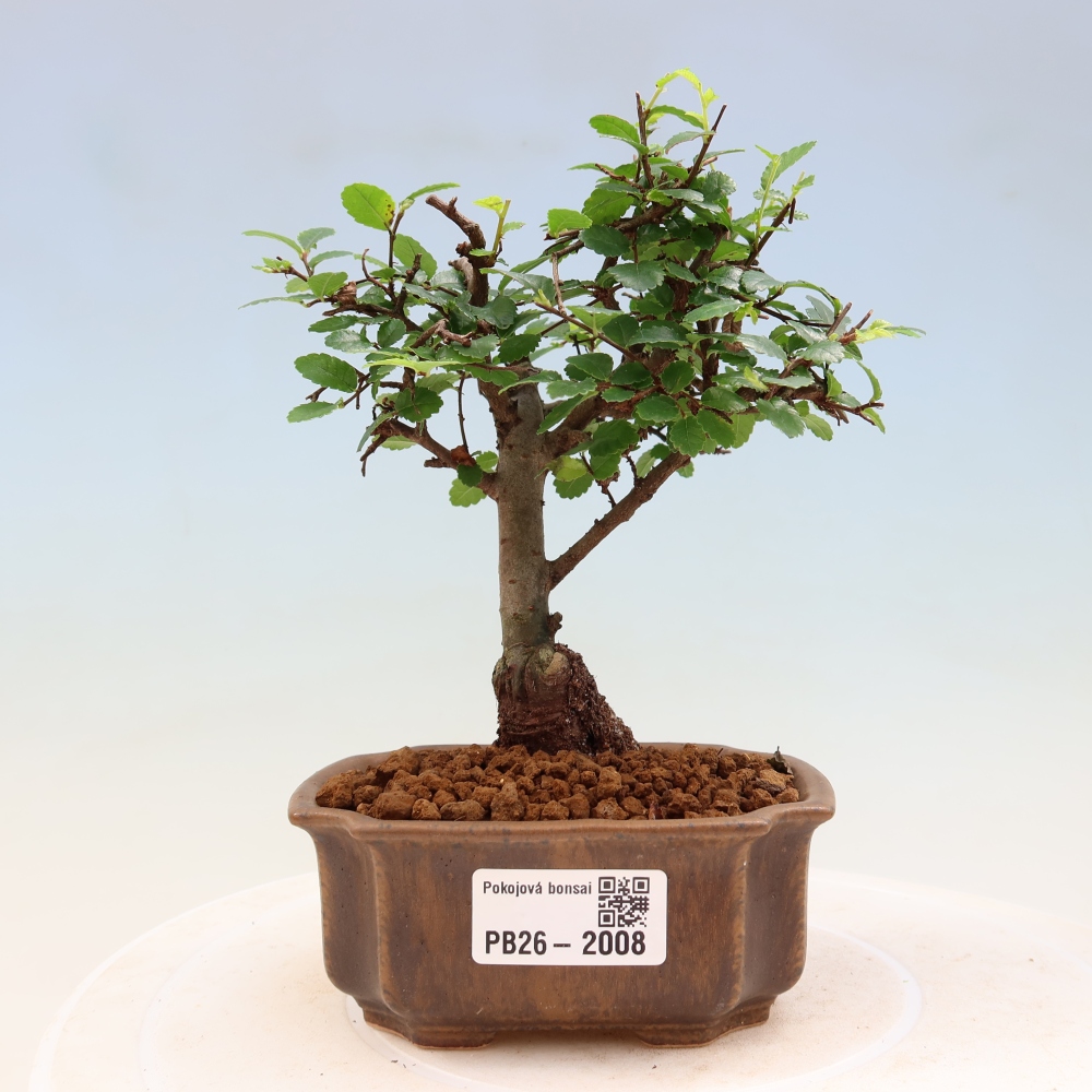 Bonsaï de chambre - Ulmus parvifolia - Orme à petites feuilles