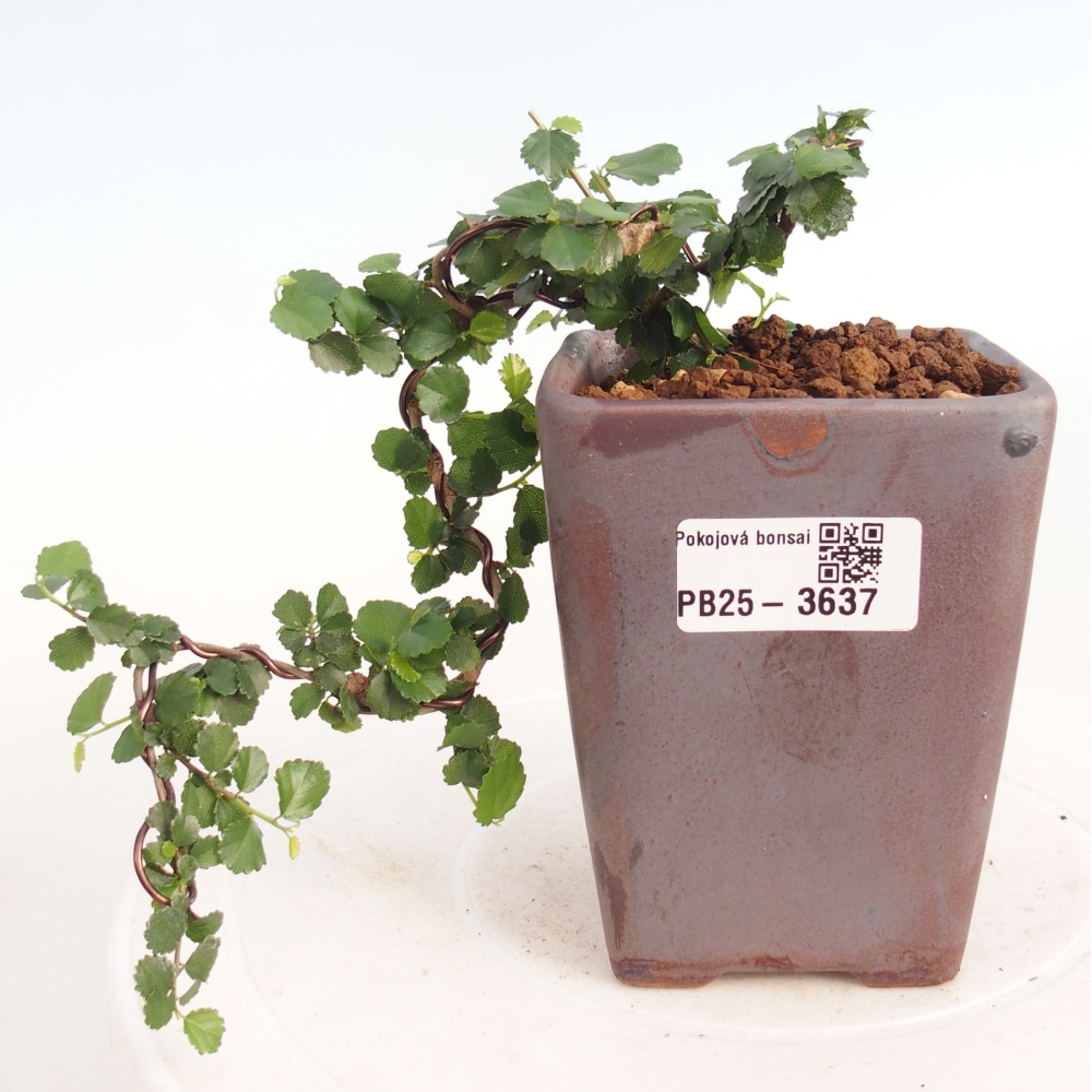 Bonsaï de chambre - Grewia sp. - Grewia malafolia