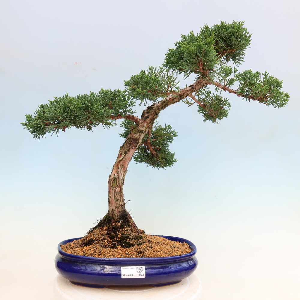 Bonsaï d'extérieur - Juniperus chinensis Kishu