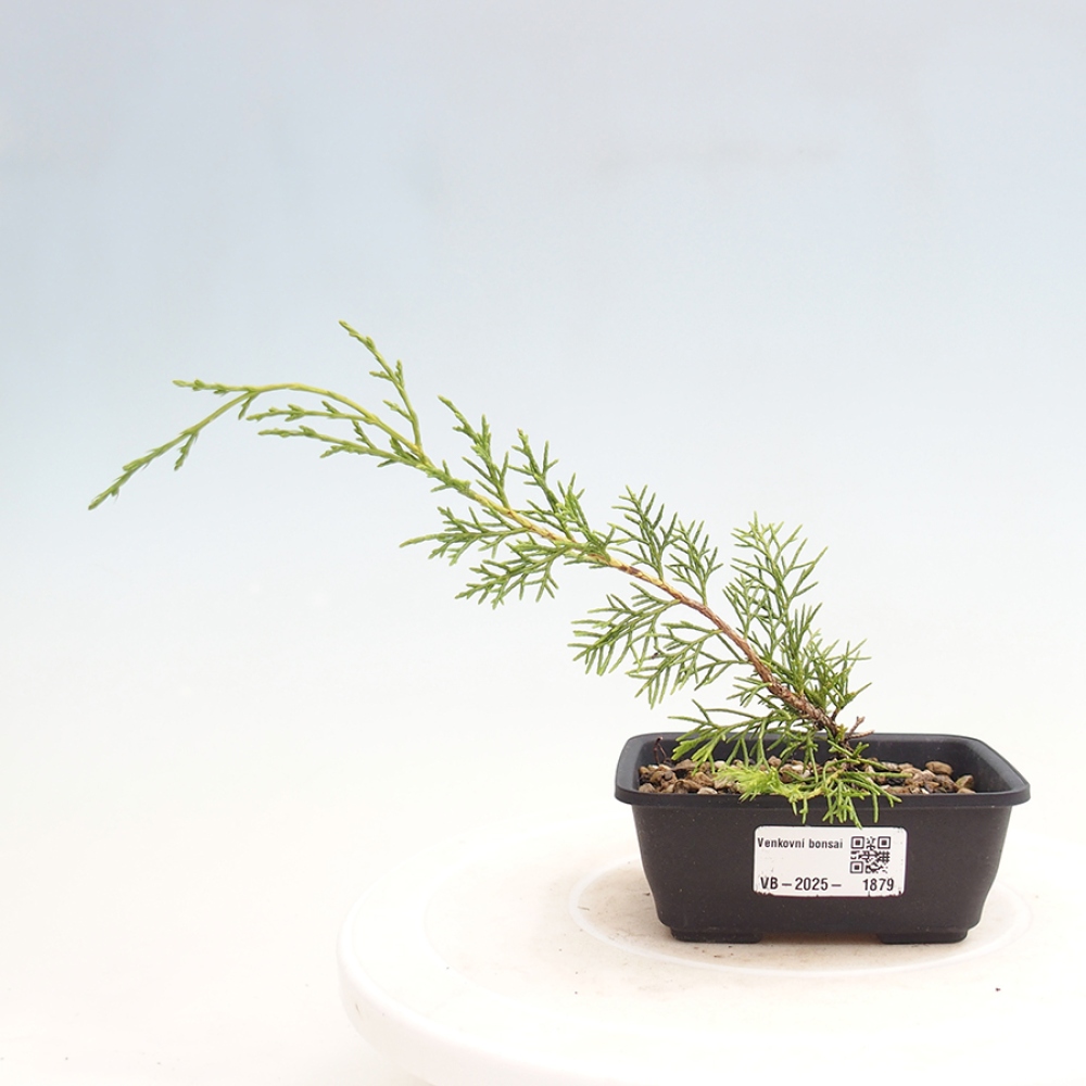 Bonsaï d'extérieur - Juniperus chinensis Itoigawa