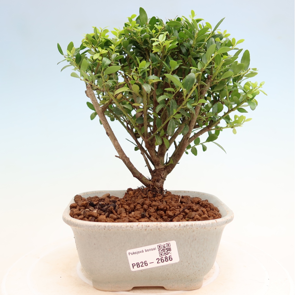 Bonsaï de chambre - Ilex crenata - Houx