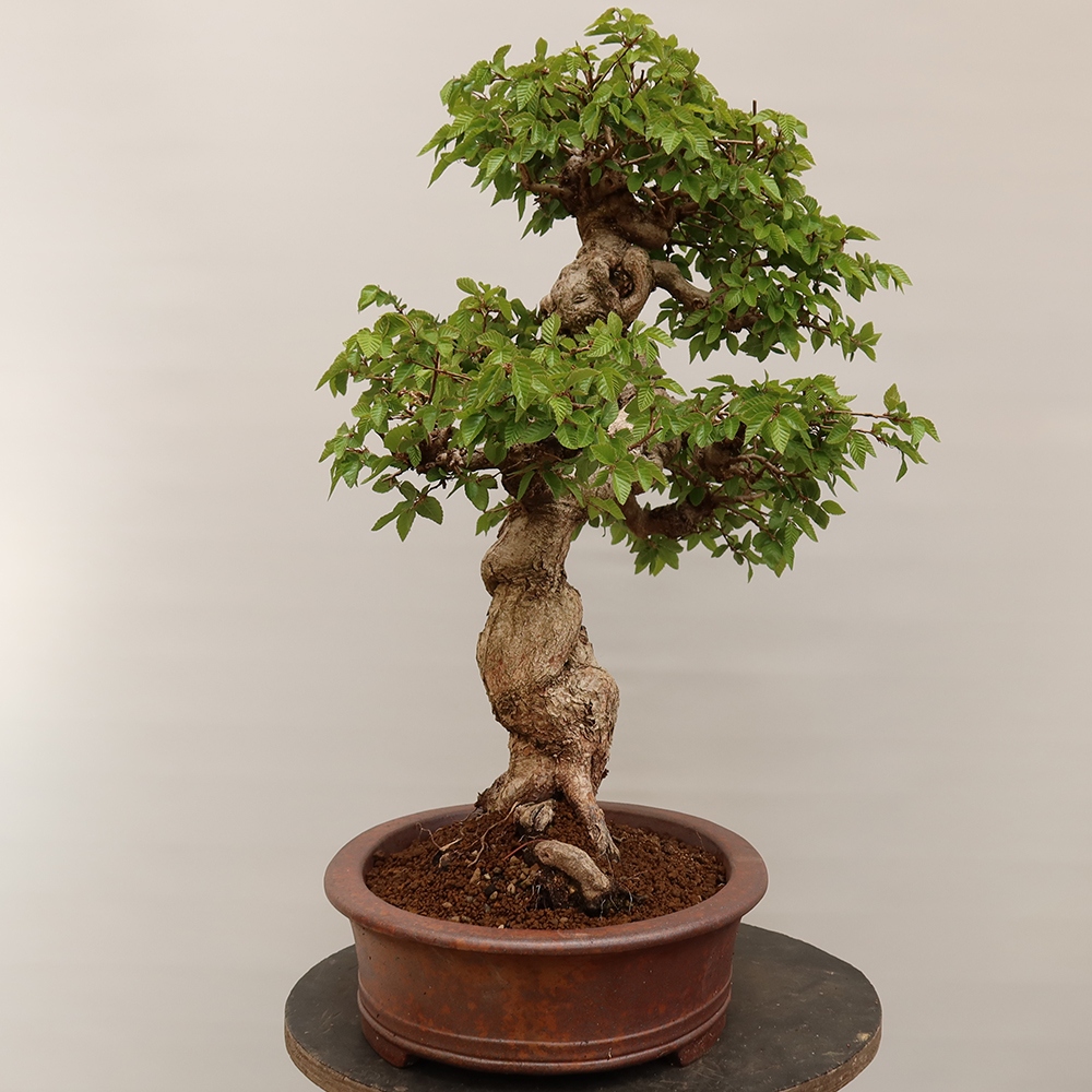 Bonsaï d'extérieur -Carpinus Coreana - Charme de Corée