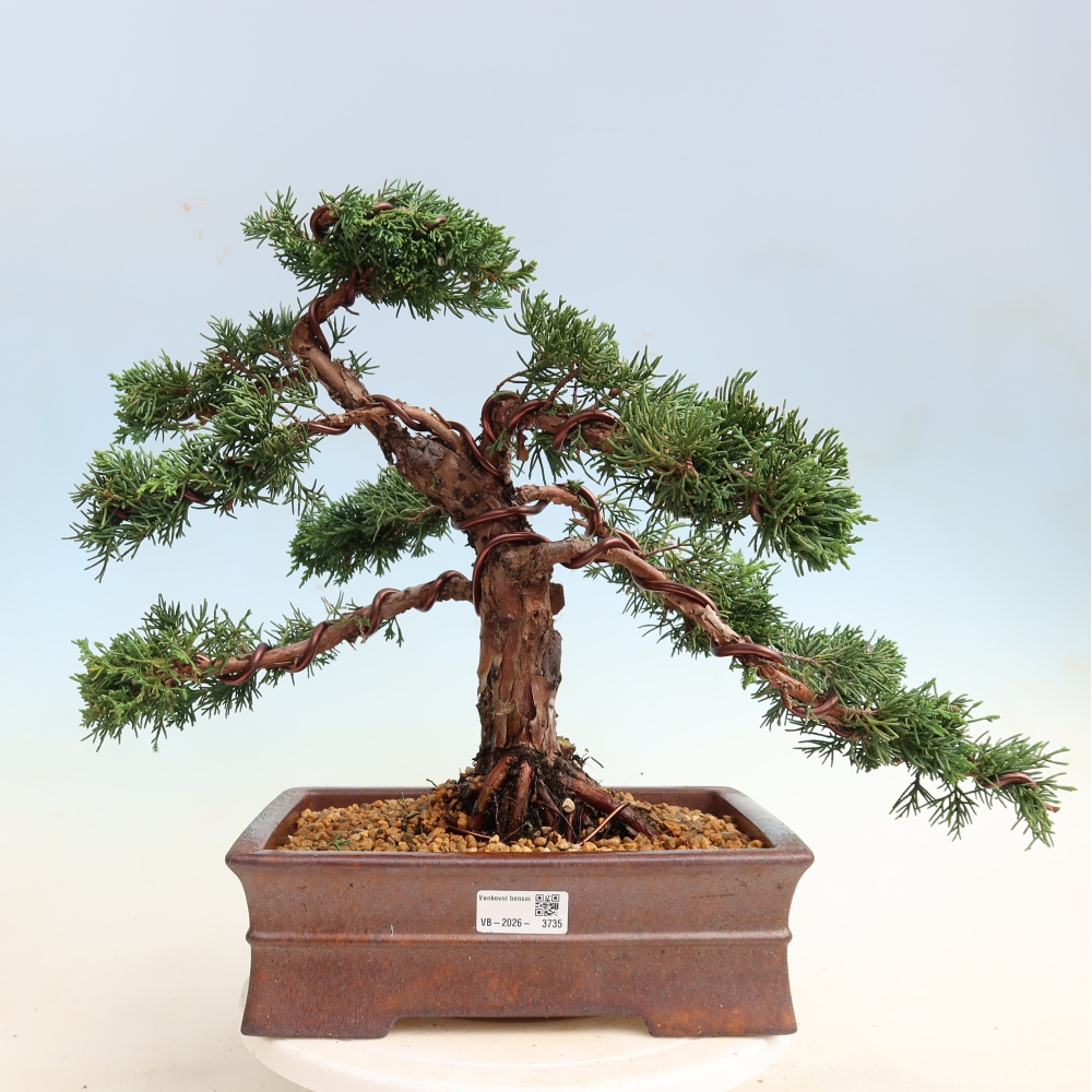 Bonsaï d'extérieur - Juniperus chinensis Kishu