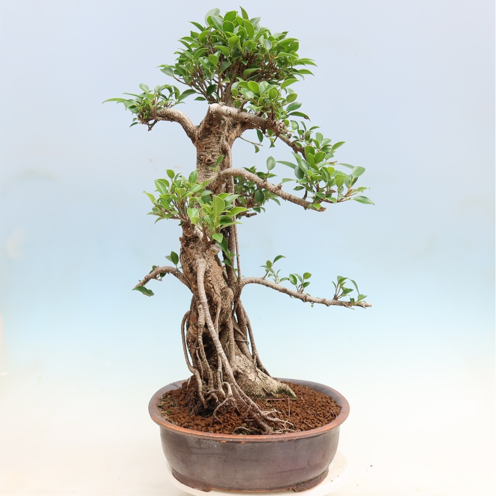 Salle bonsaï - Ficus kimmen - ficus à petites feuilles