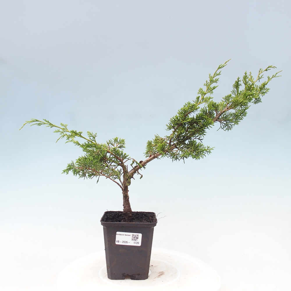 Bonsaï d'extérieur - Juniperus chinensis Itoigawa