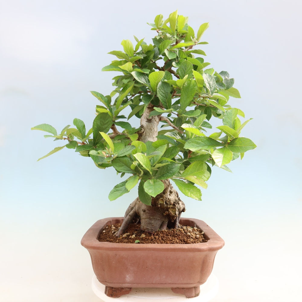Bonsaï d'extérieur - Photinia villosa