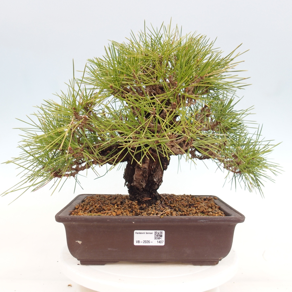 Bonsaï d'extérieur - Pinus thunbergii - Pin de Thunberg