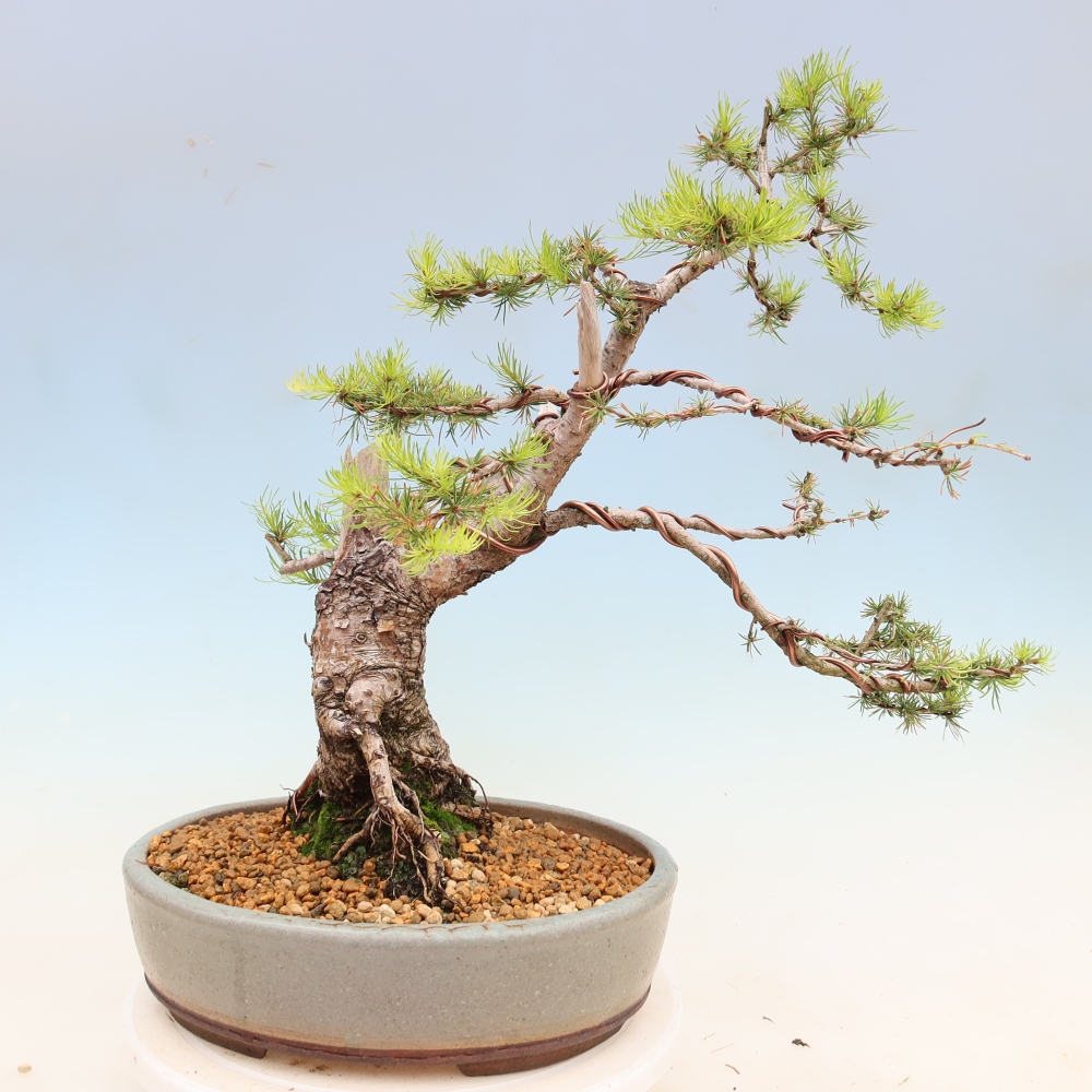 Bonsaï d'extérieur -Larix decidua - Mélèze