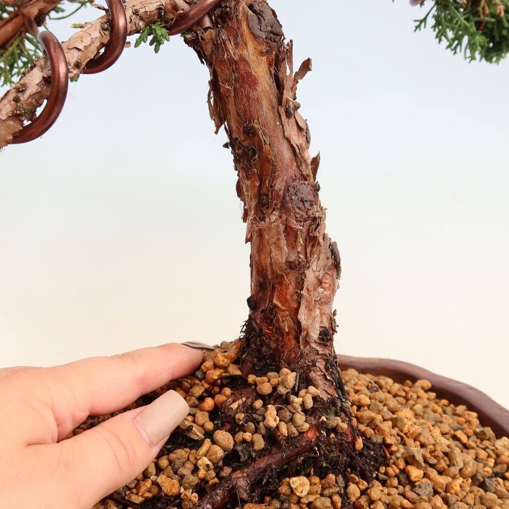 Bonsaï d'extérieur - Juniperus chinensis Kishu