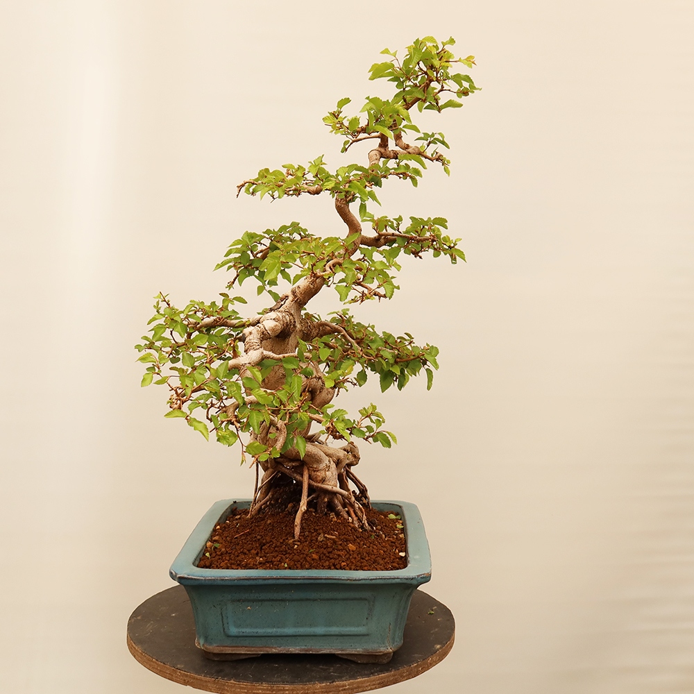 Bonsaï d'extérieur -Carpinus Coreana - Charme de Corée