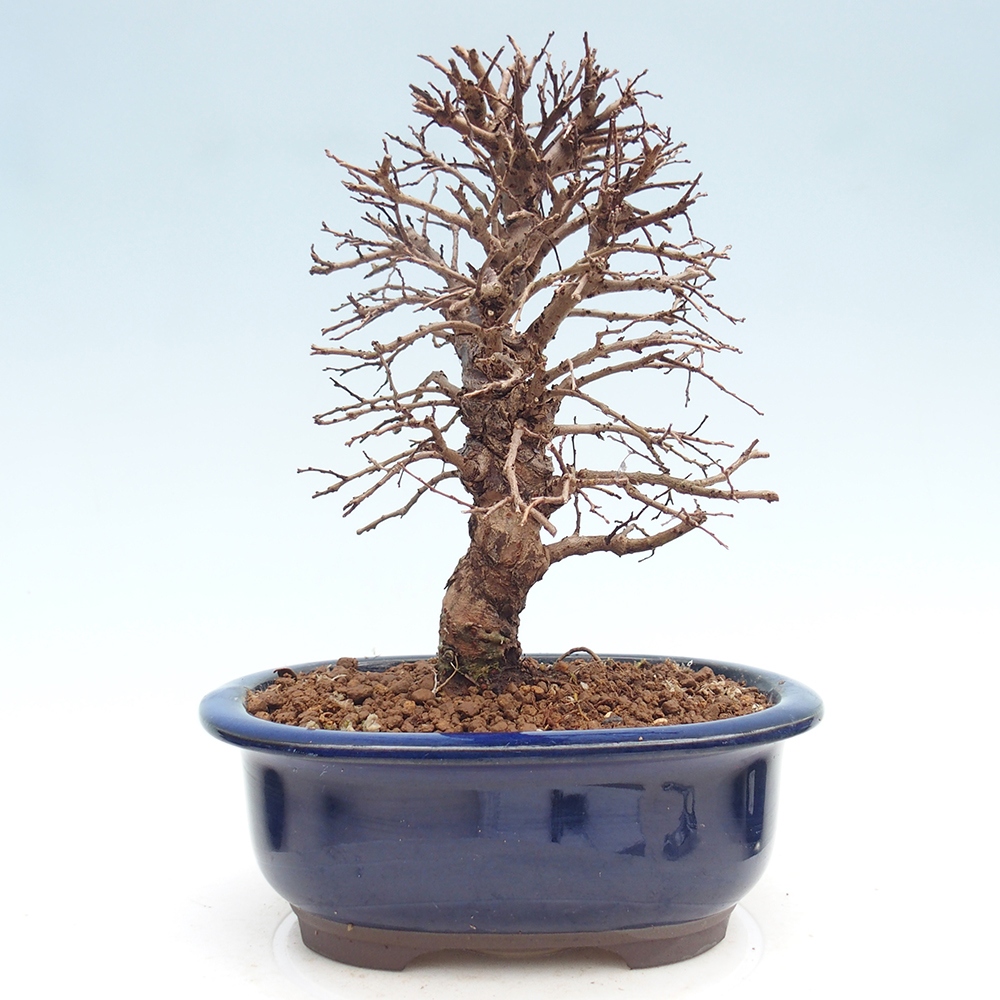 Bonsaï d'extérieur - Zelkova - Zelkova NIRE