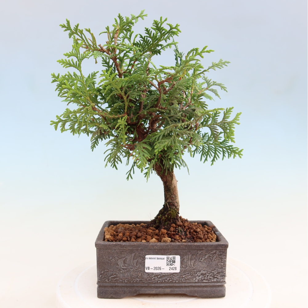 Bonsaï d'extérieur - Thuja occidentalis - thuya