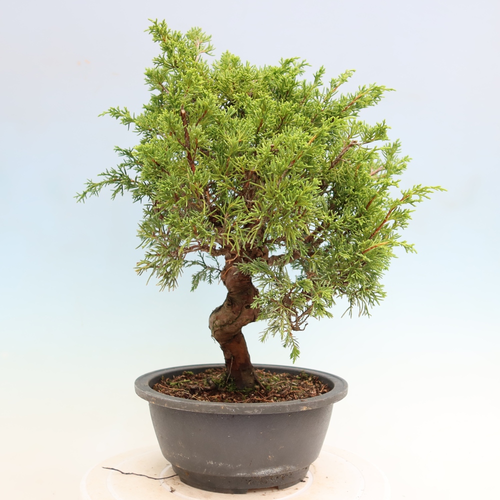 Bonsaï d'extérieur - Juniperus chinensis Itoigawa-Juniperus chinensis