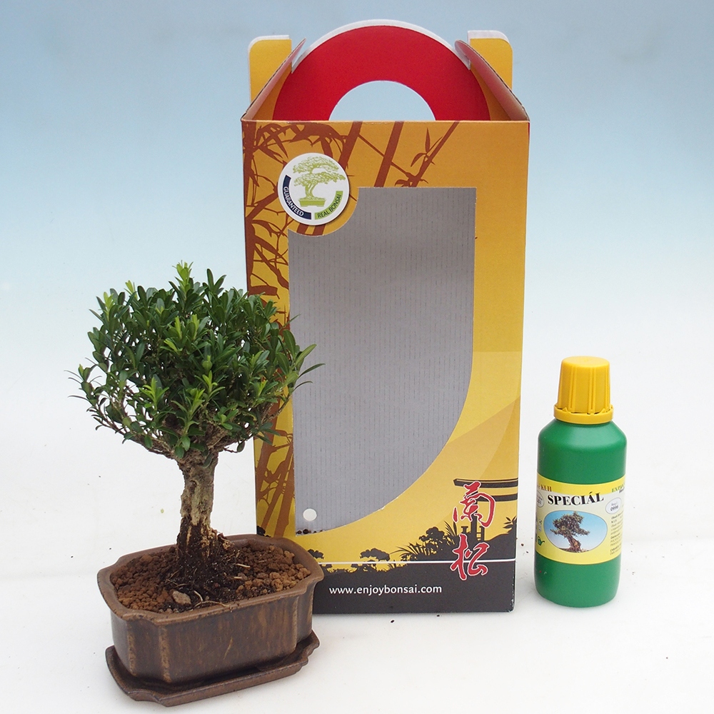 Bonsaï de chambre en boîte cadeau Buxus harlandii - buxus liège