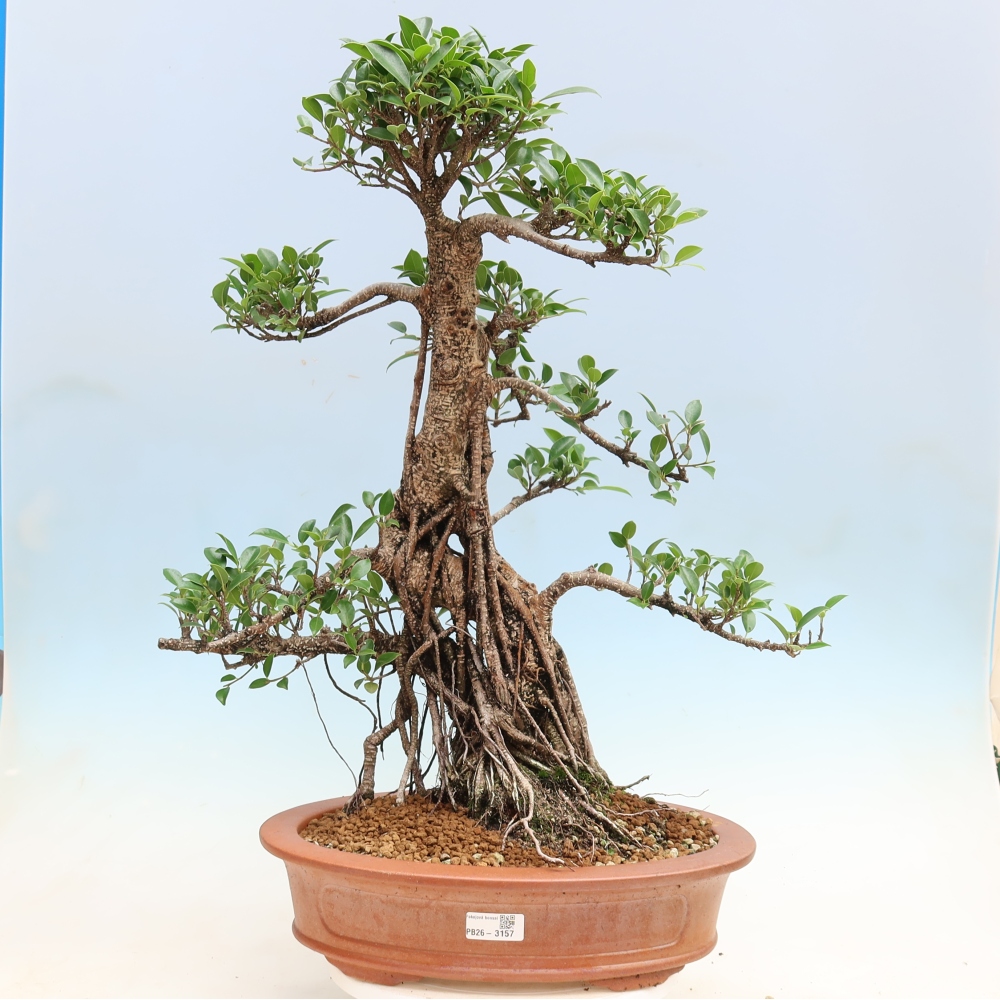 Salle bonsaï - Ficus kimmen - ficus à petites feuilles
