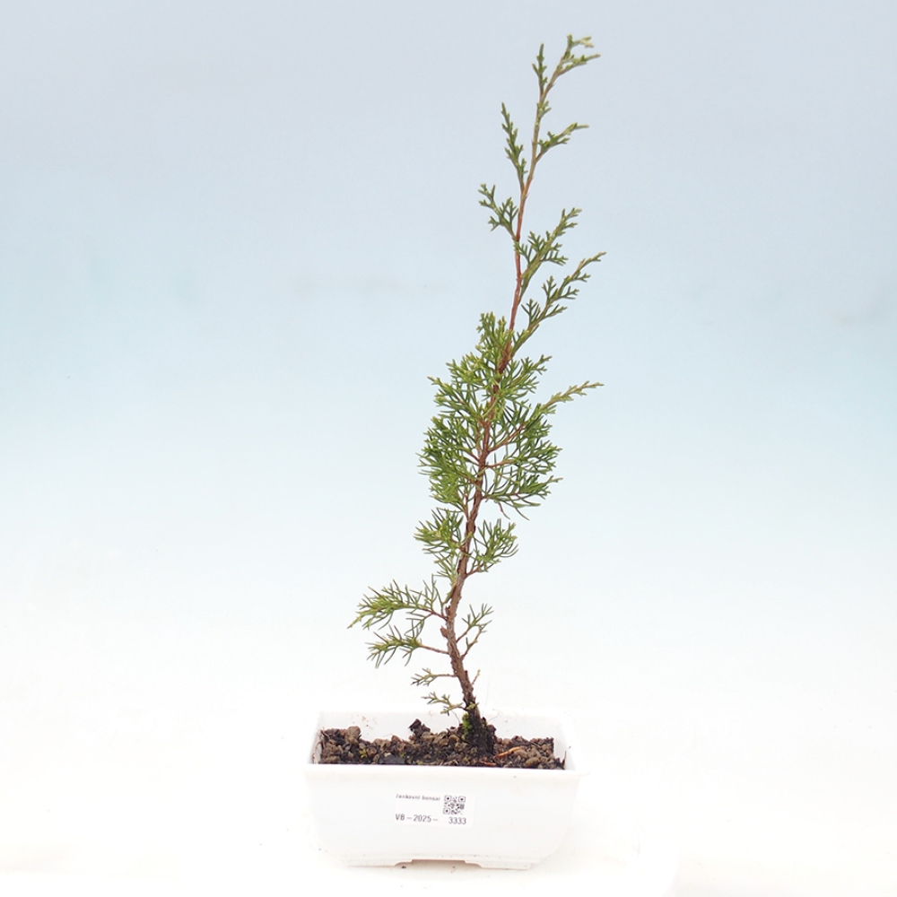 Bonsaï d'extérieur - Juniperus chinensis Itoigawa