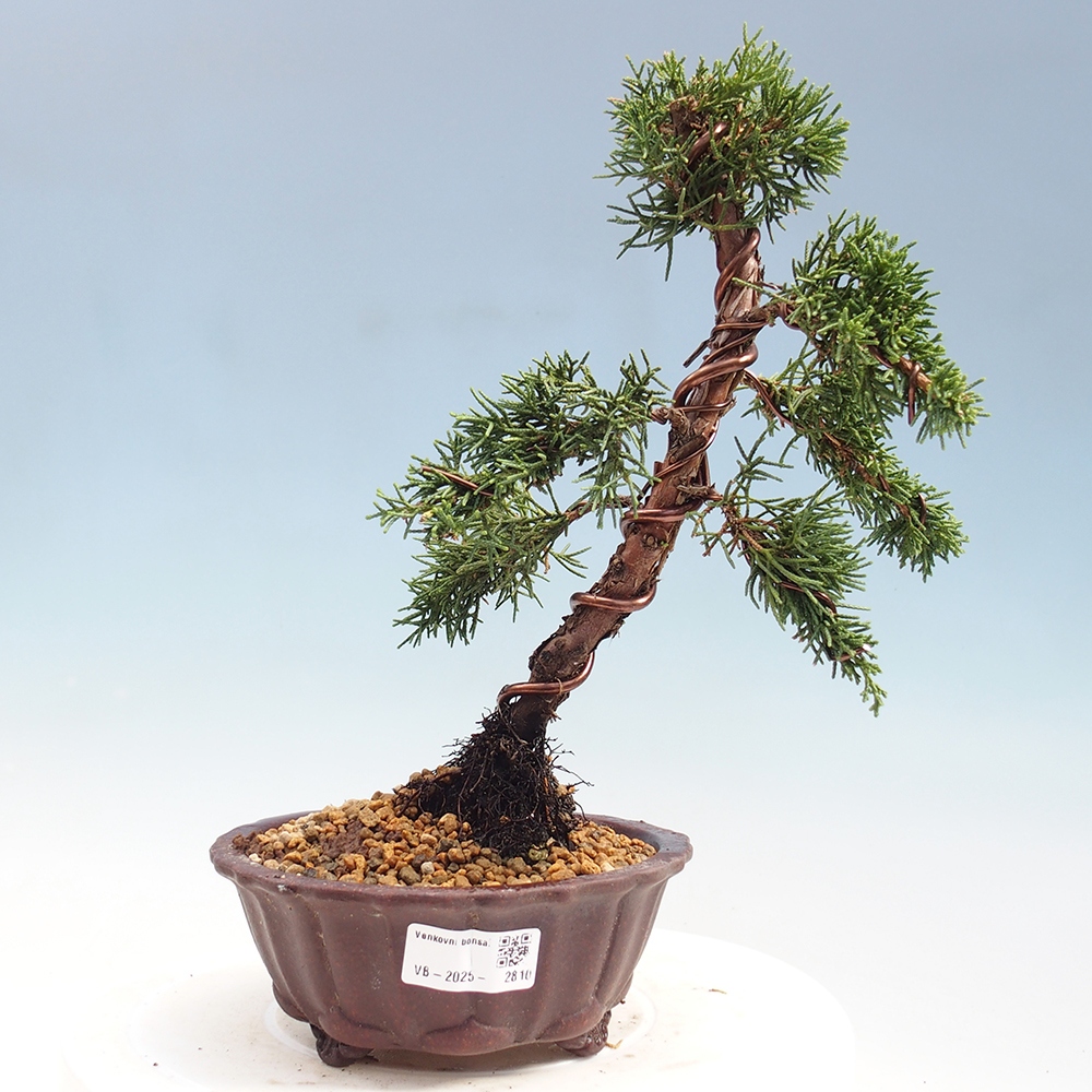 Bonsaï d'extérieur - Juniperus chinensis Kishu