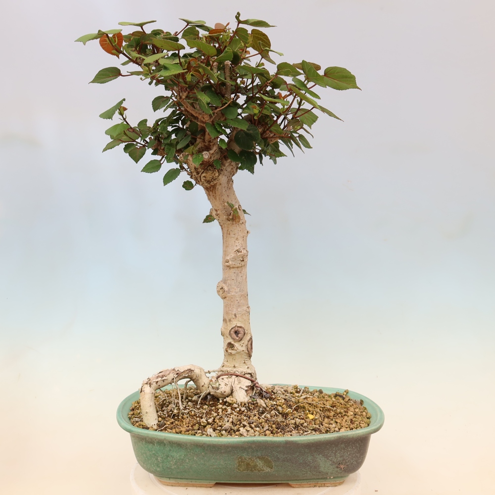 Bonsaï d'intérieur - Hibiscus tiliaceus - Hibiscus de mer