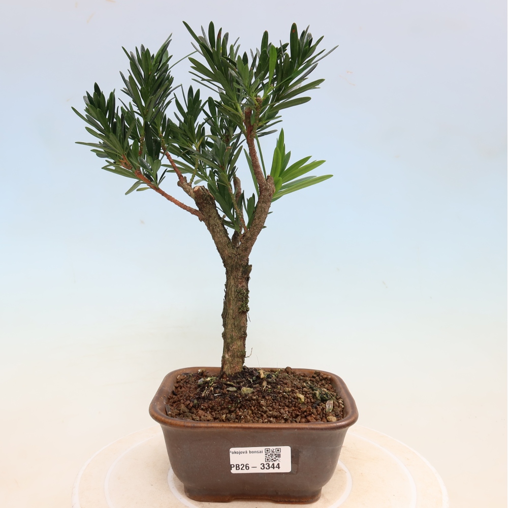 Salle bonsaï - Podocarpus - If en pierre