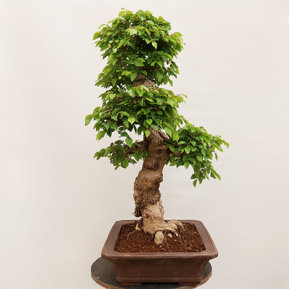 Bonsaï d'extérieur -Carpinus Coreana - Charme de Corée