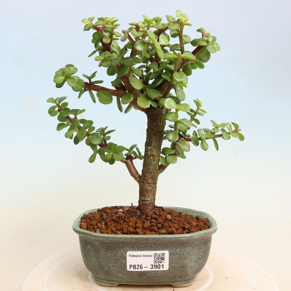 Bonsaï de chambre - Portulakaria Afra - Tlustice