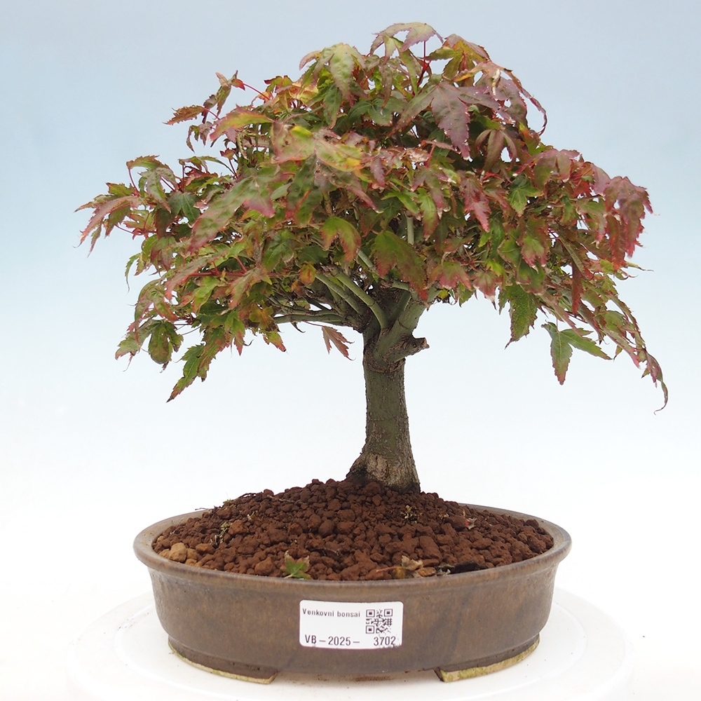 Acer palmatum KIOHIME - Érable palmé