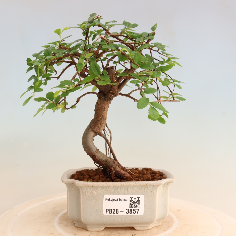 Bonsaï de chambre - Ulmus parvifolia - Orme à petites feuilles