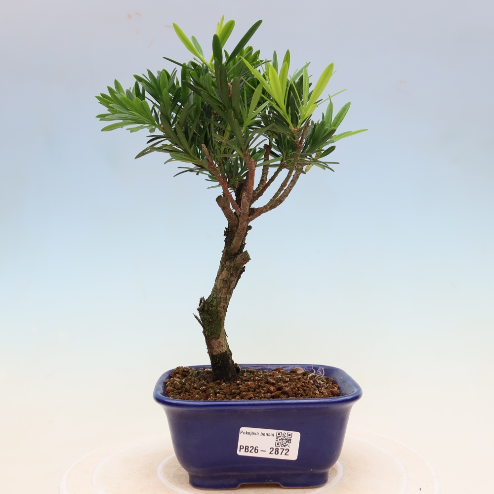 Salle bonsaï - Podocarpus - If en pierre
