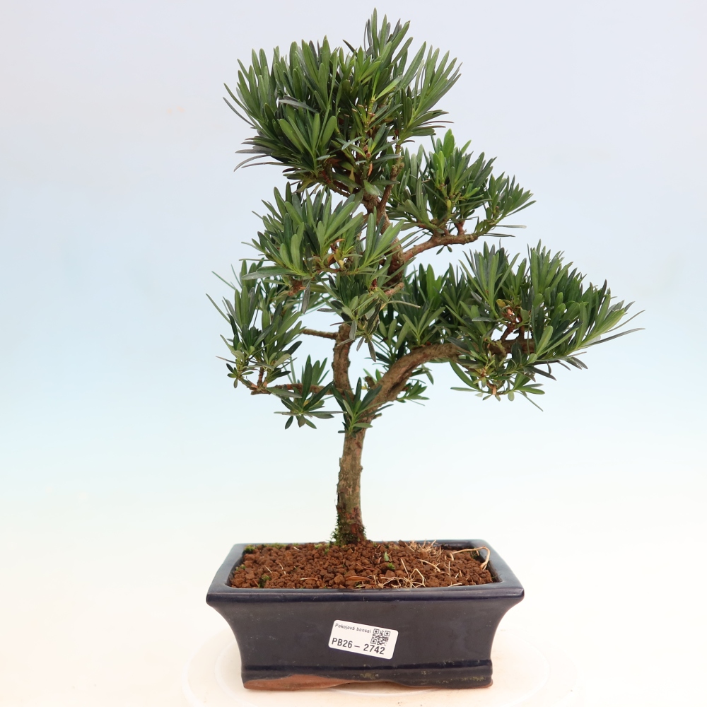 Salle bonsaï - Podocarpus - If en pierre