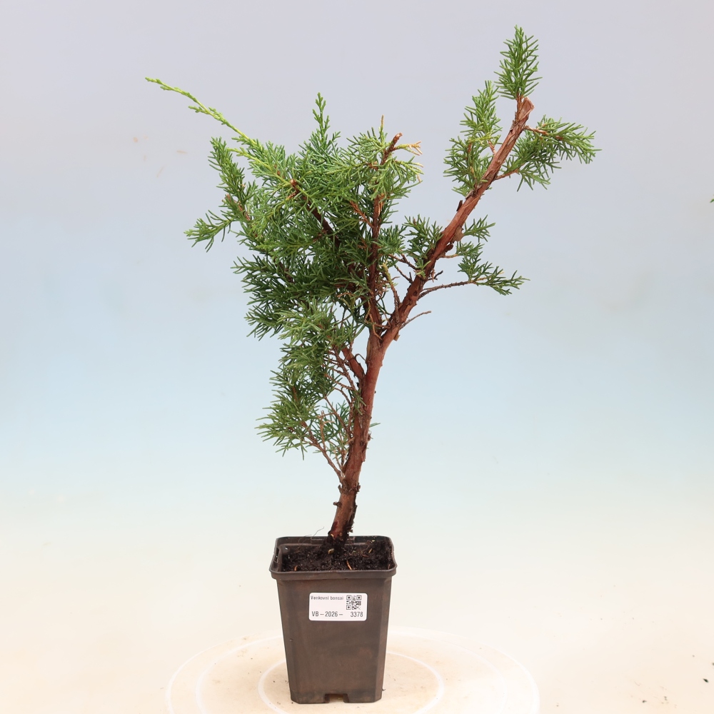 Bonsaï d'extérieur - Juniperus chinensis Kishu