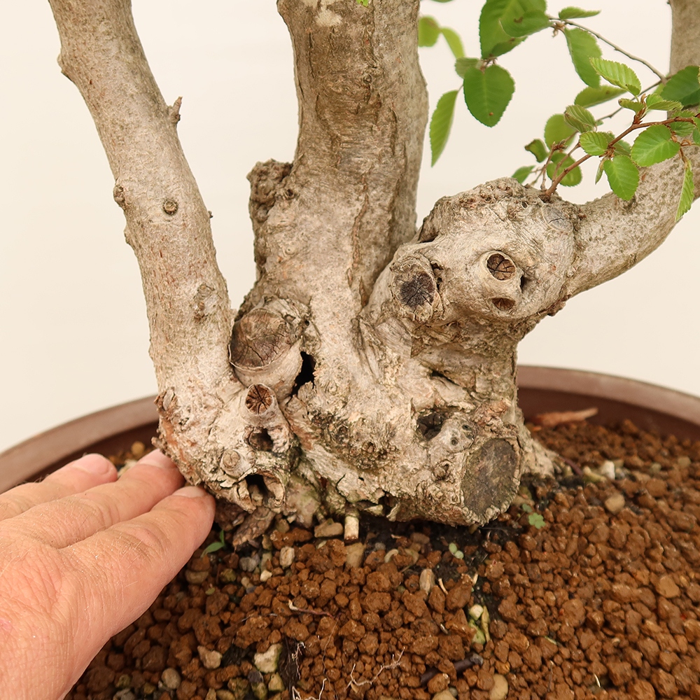 Bonsaï d'extérieur -Carpinus Coreana - Charme de Corée