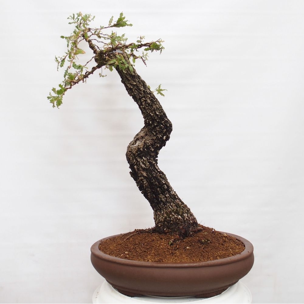 Yamadori - Quercus Ilex - Chêne vert
