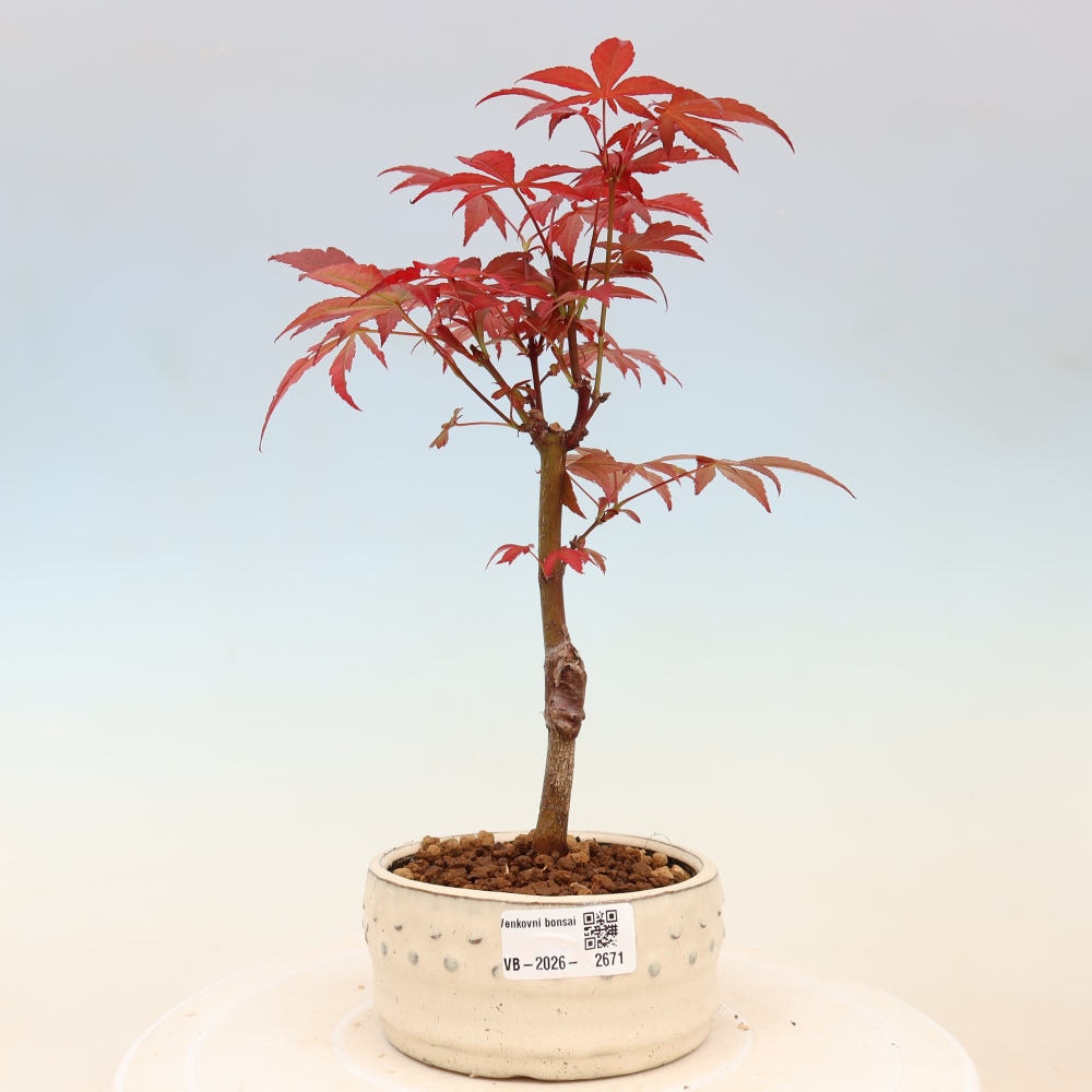 Bonsaï d'extérieur - Acer palm. Atropurpureum-Javor palmate