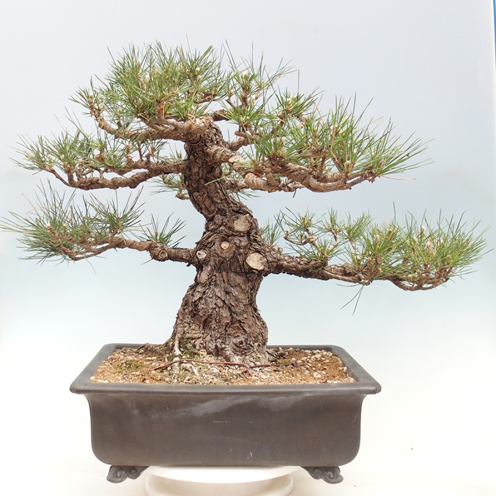 Bonsaï d'extérieur - Pinus thunbergii - Pin de Thunberg