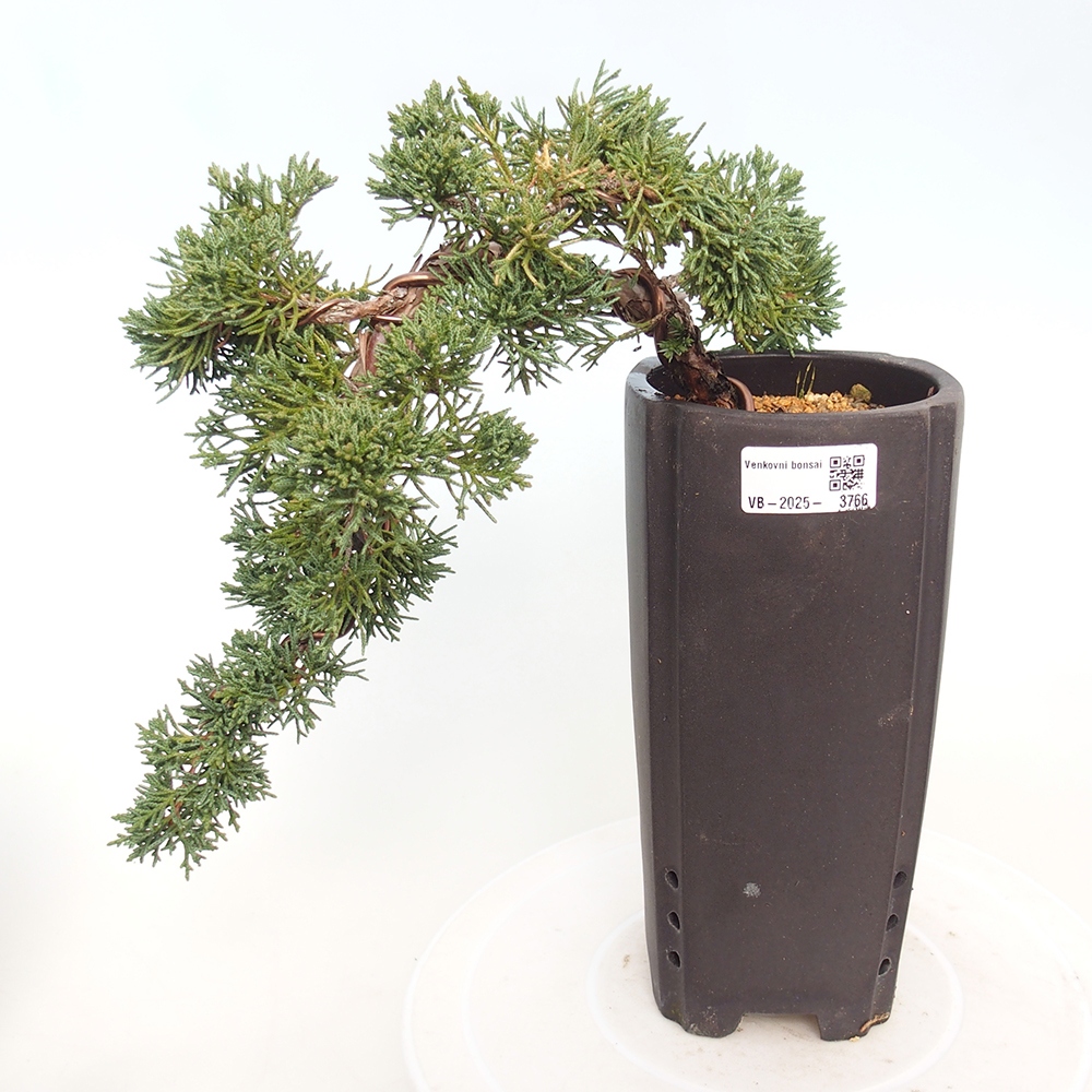 Bonsaï d'extérieur - Juniperus chinensis Kishu