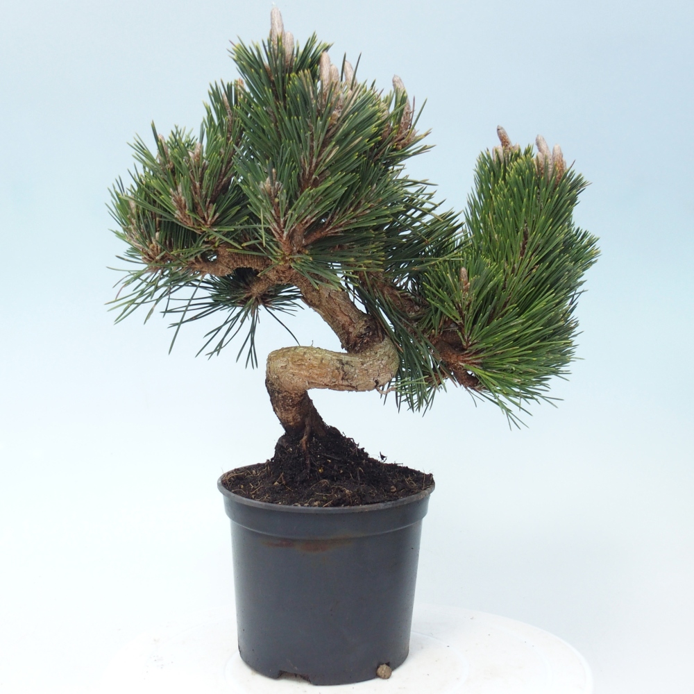 Bonsaï d'extérieur - Pinus thunbergii senjyumaru - Pin de Thunberg