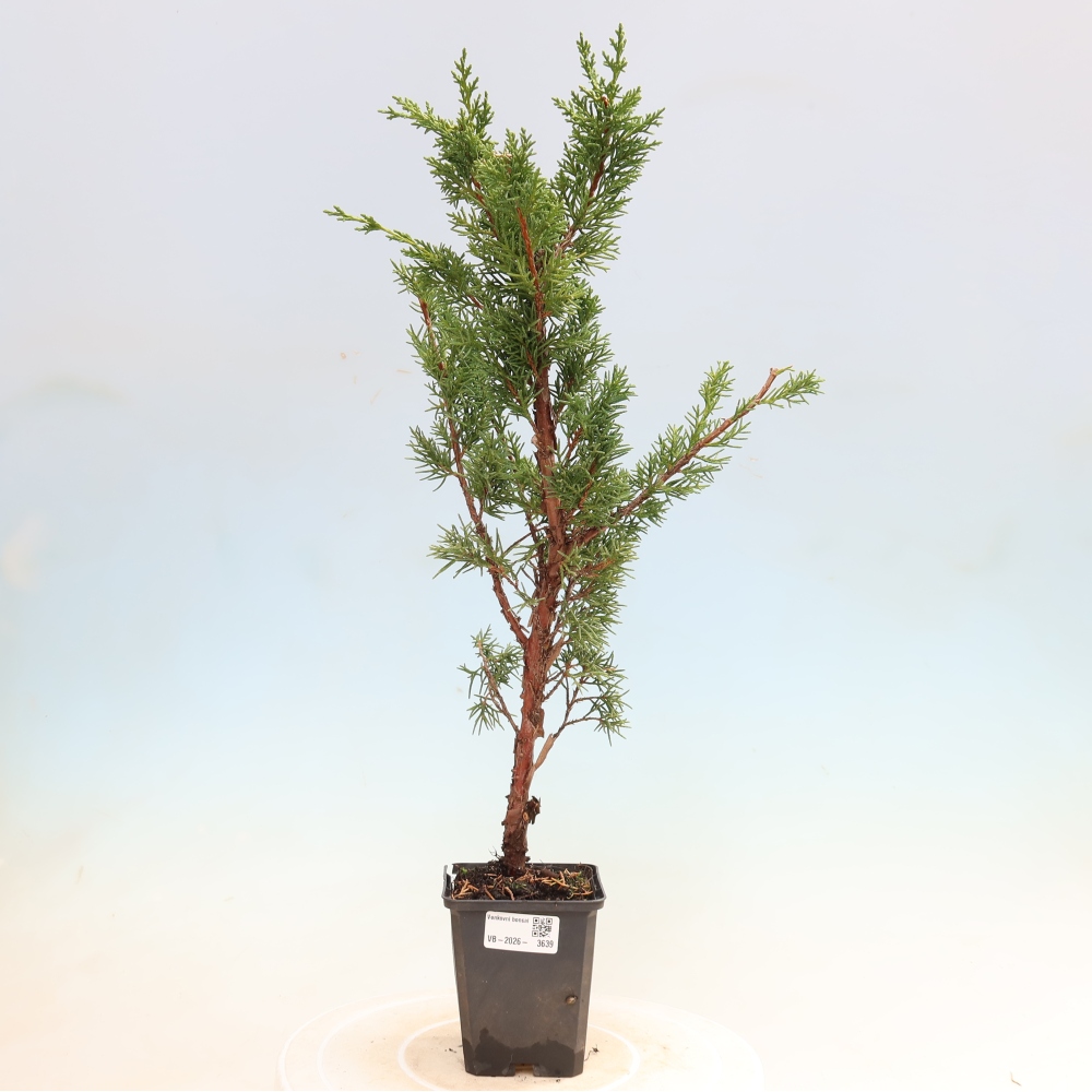 Bonsaï d'extérieur - Juniperus chinensis Kishu