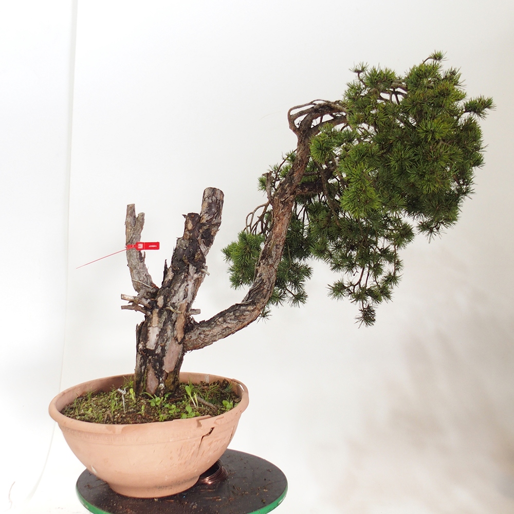 Yamadori - Pinus sylvestris Espagne