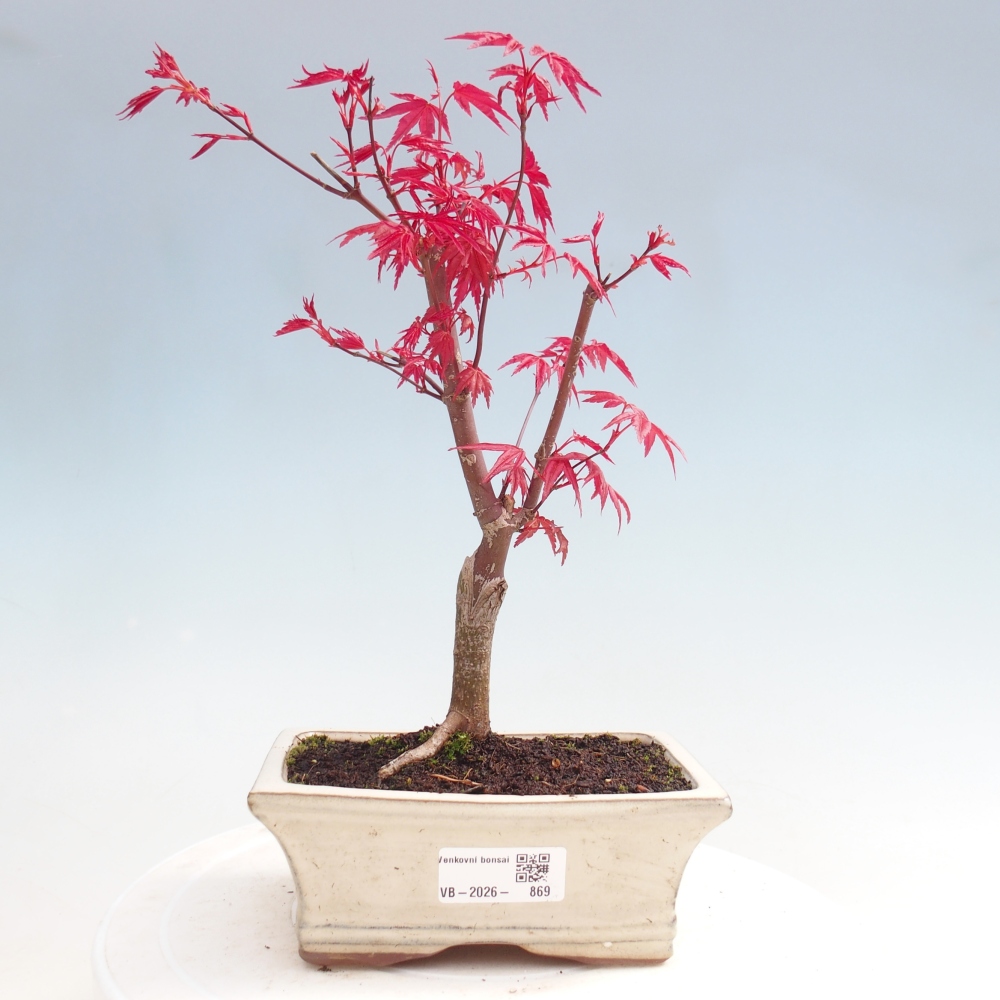 Bonsaï d'extérieur - Acer palmatum DESHOJO