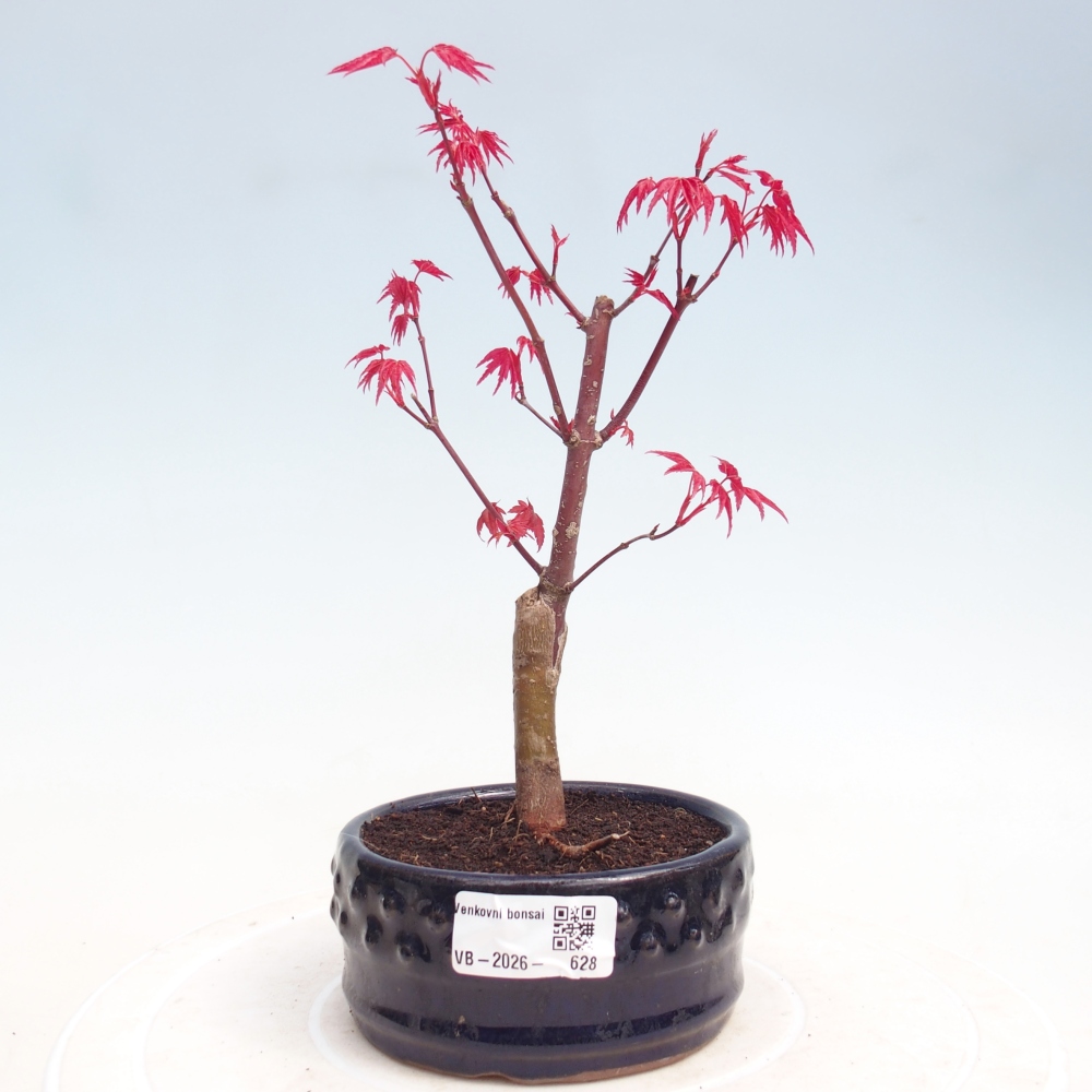 Bonsaï d'extérieur - Acer palmatum DESHOJO