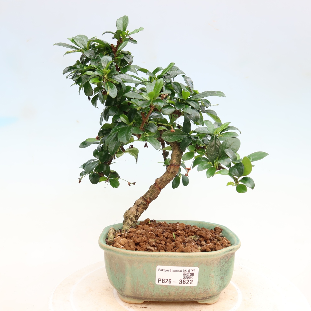 Bonsaï de chambre - Carmona macrophylla - Tea fuki