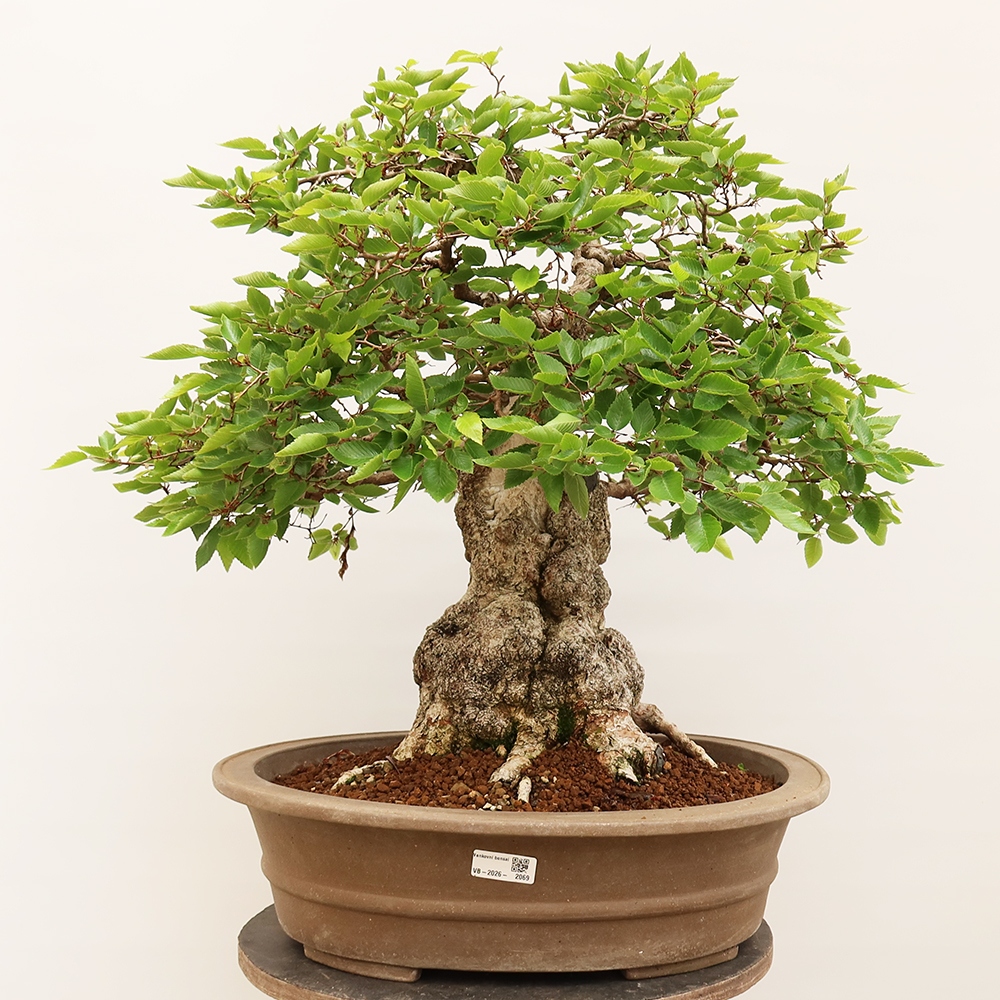 Bonsaï d'extérieur -Carpinus Coreana - Charme de Corée