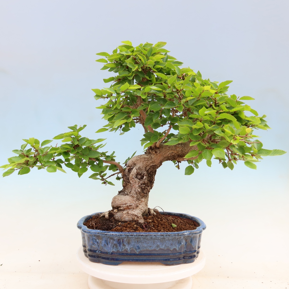 Bonsaï d'extérieur -Carpinus Coreana - Charme de Corée