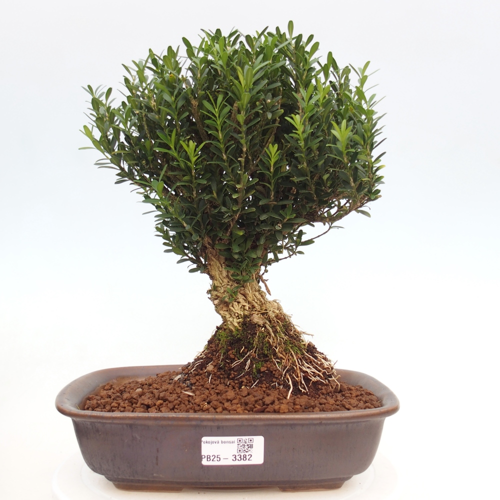 Bonsaï de chambre - Buxus harlandii - buxus liège