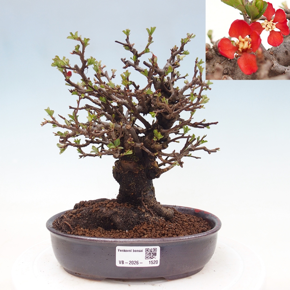 Bonsaï d'extérieur - Chaneomeles speciosa - Coing
