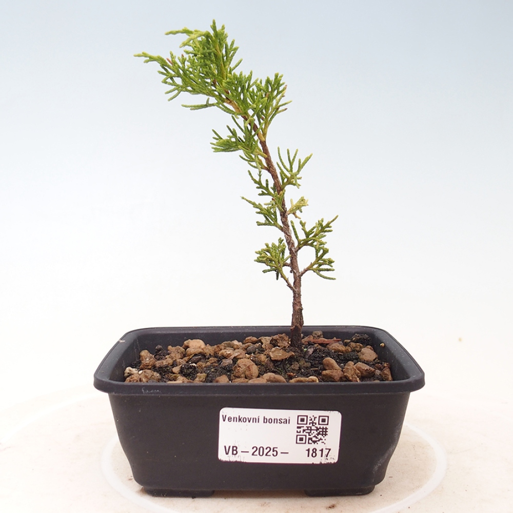 Bonsaï d'extérieur - Juniperus chinensis Itoigawa